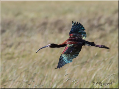 White-faced in flight
