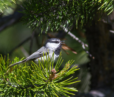 Mountain Chickadee