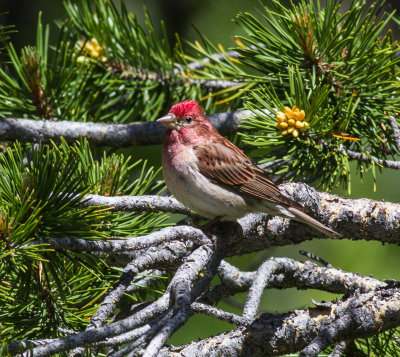 Cassin's Finch