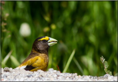 Evening Grosbeak
