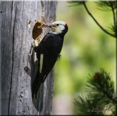 White-headed Woodpecker at nest