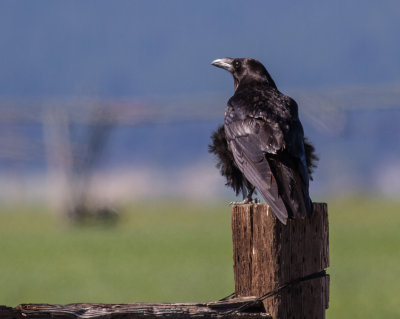 Common Raven