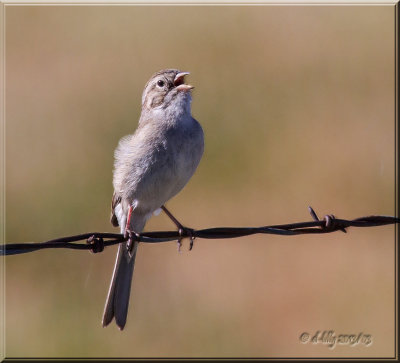 Brewer's Sparrow
