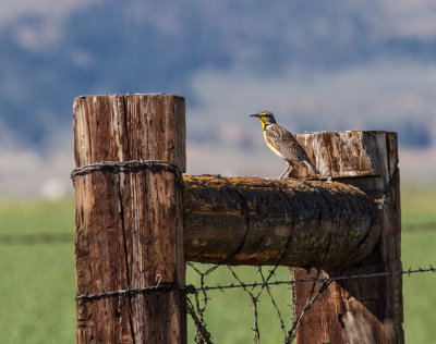 Western Meadowlark