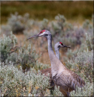 Sandhill Cranes
