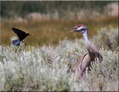 Sandhill Crane with blackbird