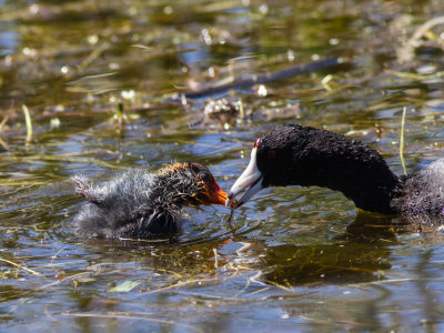 American Coot with baby