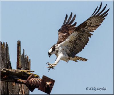 'the landing'