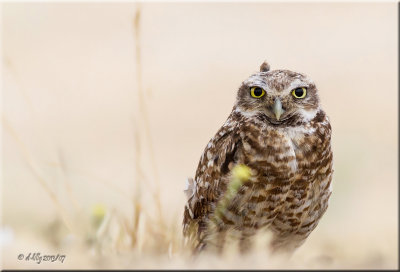 'the gaze'