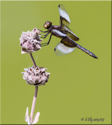 'the perch'