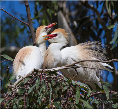 'courtship'