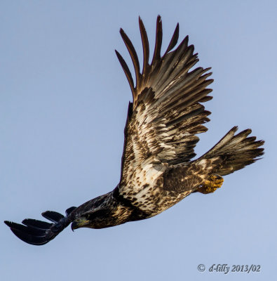 juvenile Bald Eagle