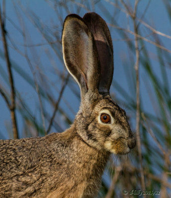 Hare - Jack Rabbit