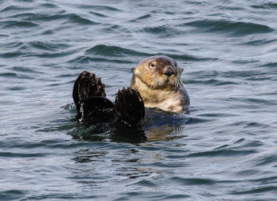 Sea Otter