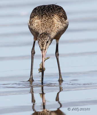 Marbled Godwit with prey