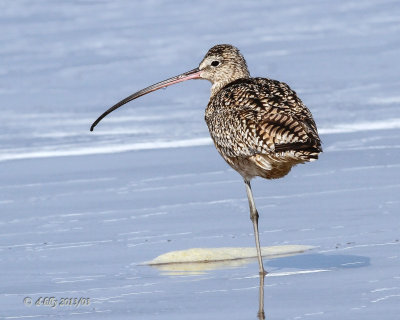 Long-billed Curlew