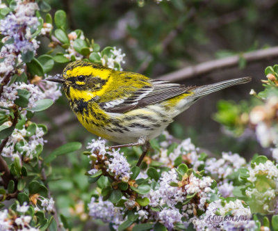 Townsends Warbler