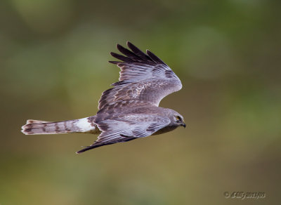 male Northern Harrier in flight