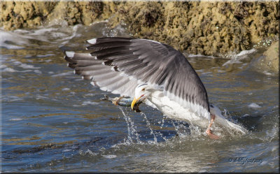 Western Gull with herring