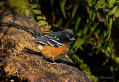 Spotted Towhee