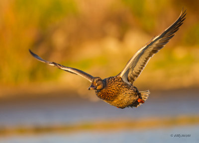 Mallard in flight - female