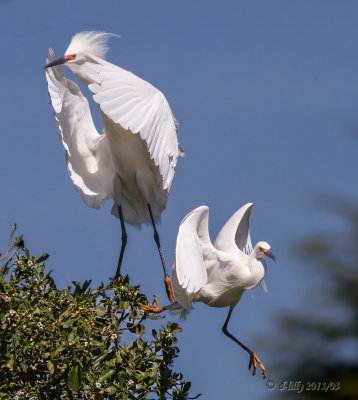 Snowy Egrets at rookery