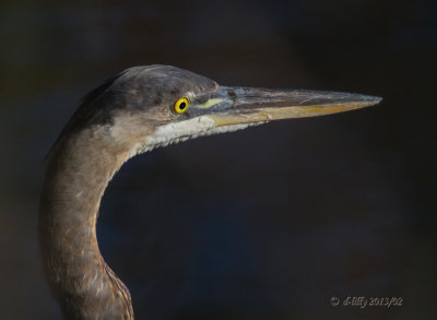 Great Blue Heron portrait