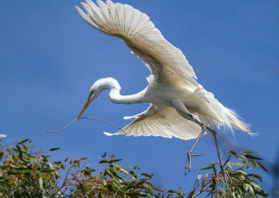 Great Egret with nesting material