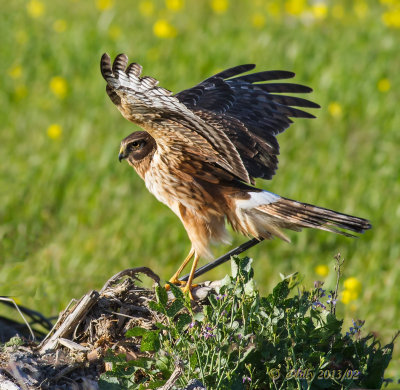 Northern Harrier - female