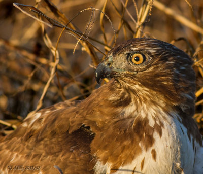 Red-shouldered Hawk portrait