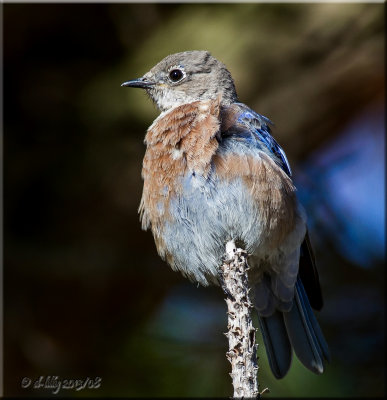 'bird on a stick'