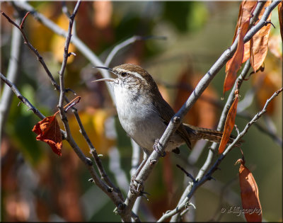 'hint of fall'