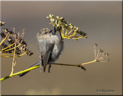 'hanging on'