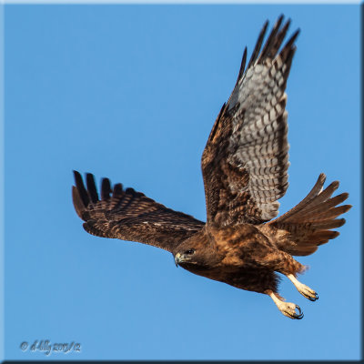 Red-tailed Hawk