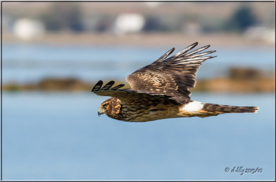 Northern Harrier