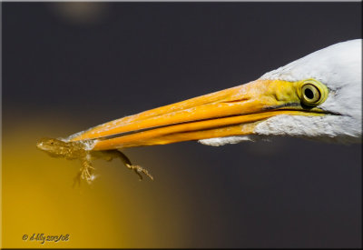 Great Egret close-up with prey