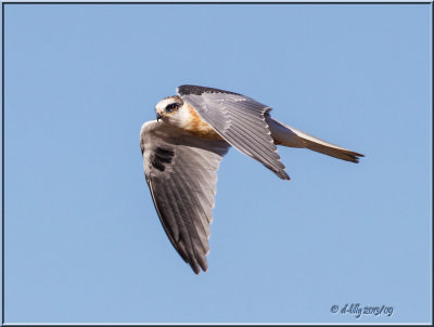 White-taile Kite, juv