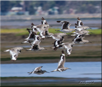 Willets in flight