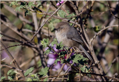 Bushtit, female