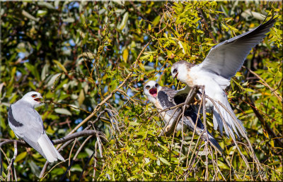White-tailed Kite, family