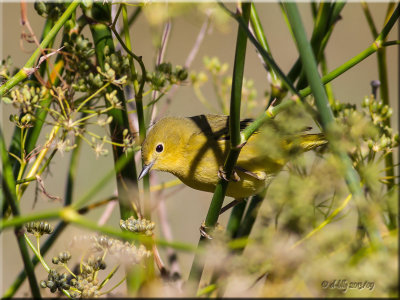 Orange-crowned Warbler