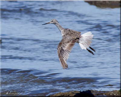 Lesser Yellowlegs in flight