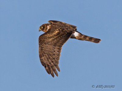 Northern Harrier in flight 