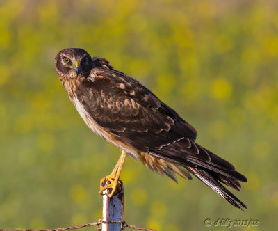 Norther Harrier, female