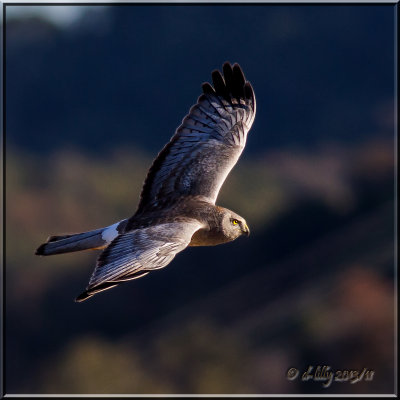 Northern Harrier, male (grey ghostP