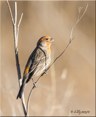 House Finch
