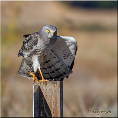 Las Gallinas Wildlife Ponds and Marsh