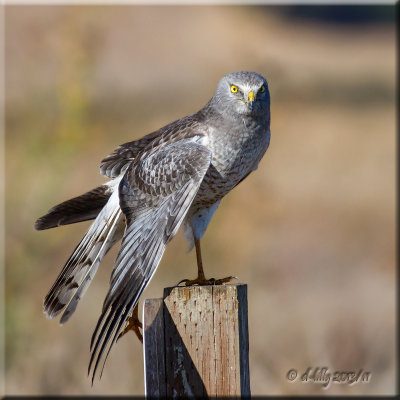 Norther Harrier