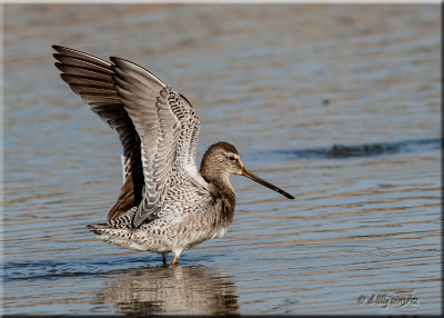 Longbilled Dowitcher, flapping