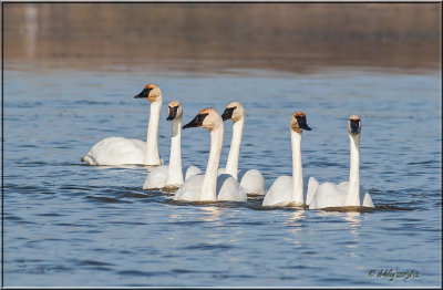Trumpeter Swans...all six